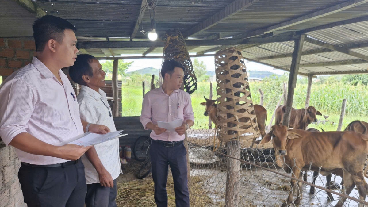 Ông Rơ Chăm Hà vui mừng vì đã có tài sản đáng kể từ chăn nuôi bò và heo.
Ảnh: Nguyễn Thảo/VOV Tây Nguyên.
