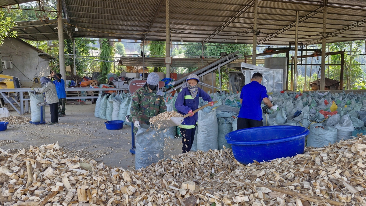 Với sự hỗ trợ của chính quyền địa phương và Ngân hàng Agribank,
Tổ hợp tác Chu Mai Hương đã dần khôi phục hoạt động sản xuất sau lũ bão.
Ảnh: Thừa Xuân/VOV Tây Bắc