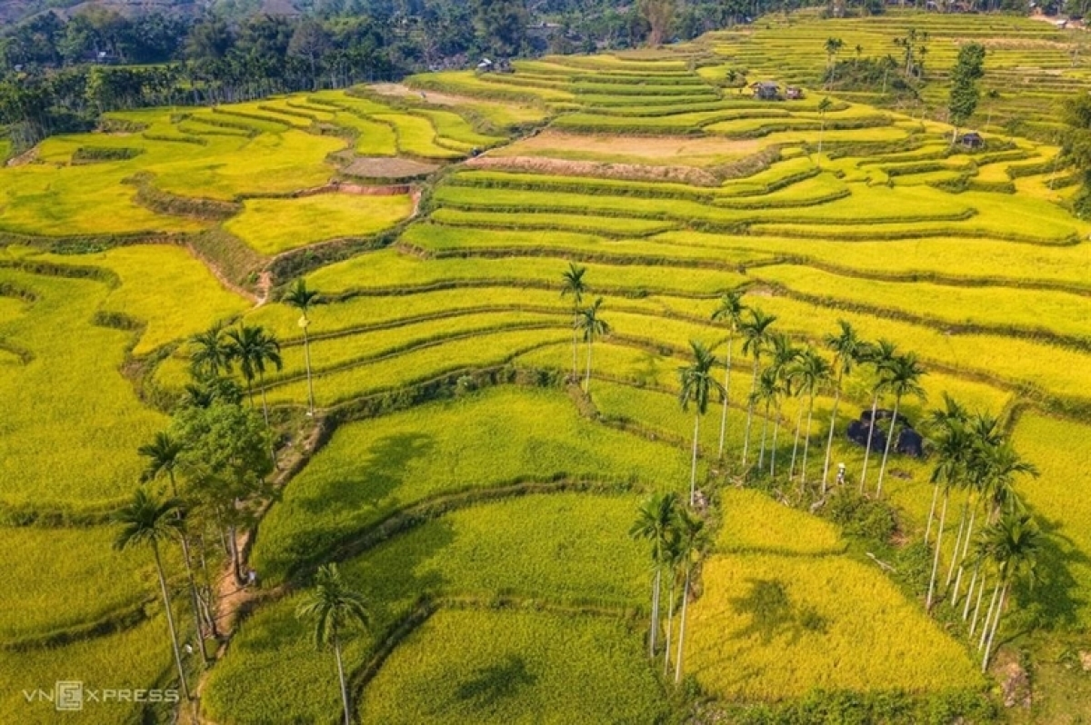 Những cánh đồng lúa chín vàng ở Sơn Hà -Ảnh KT