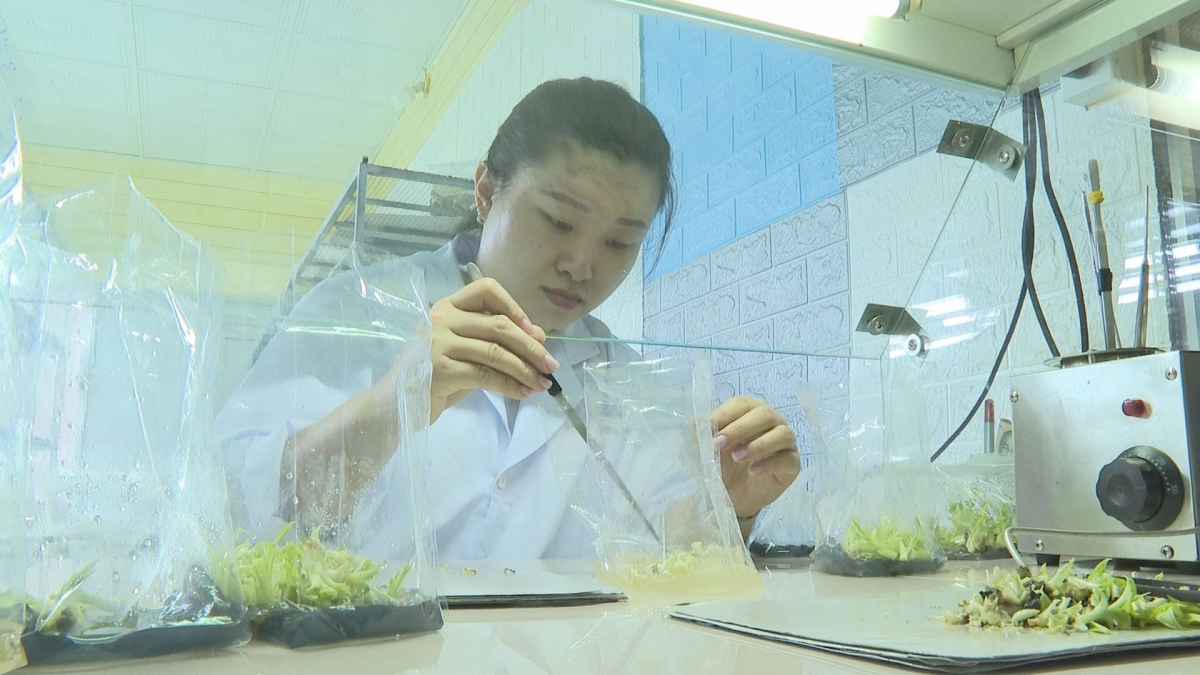 Lŏ Nguyễn Phượng Hằng tàm jơdŭ lơh broă 