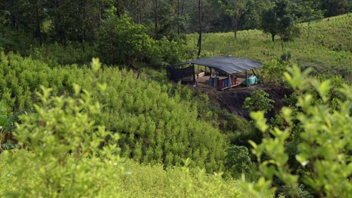 Cánh đồng trồng cây coca ở đô thị Tibu, tỉnh Norte de Santander, Colombia. (Nguồn: AFP)