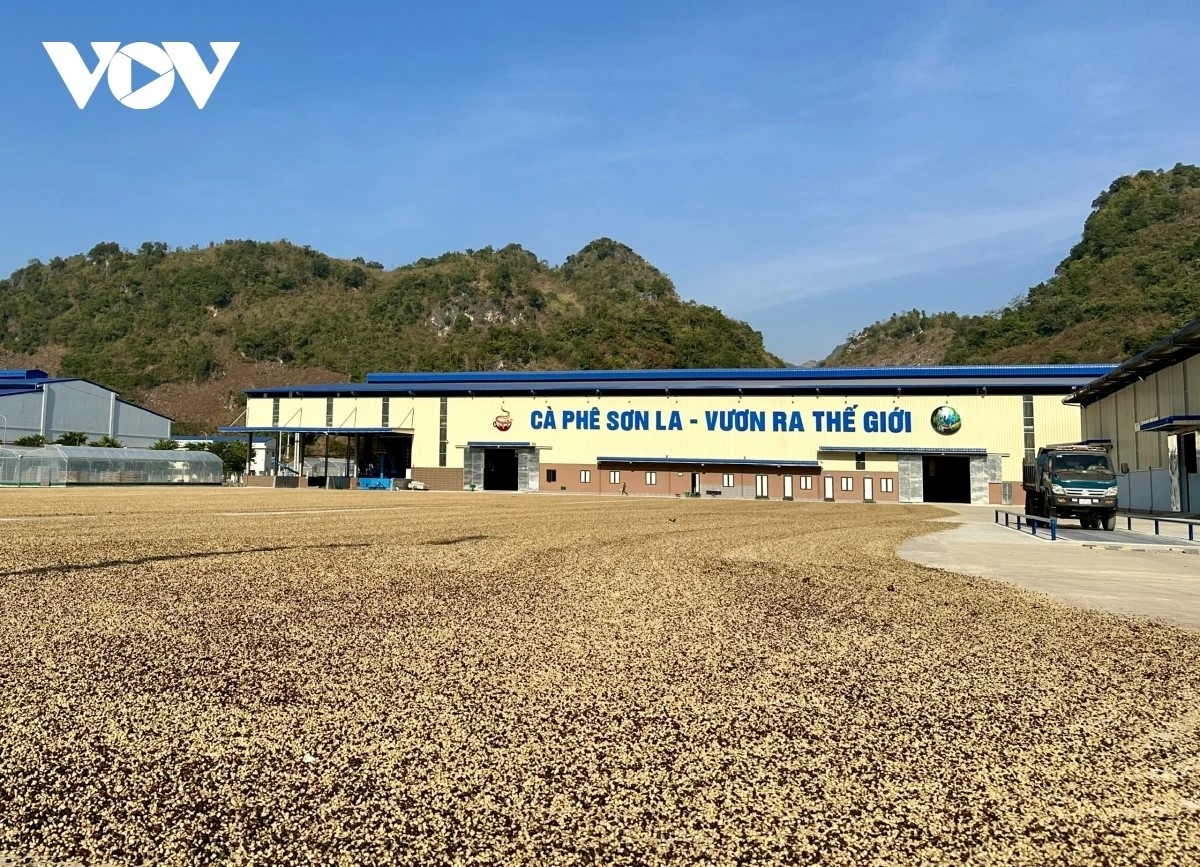 Cà phê Sơn La sau khi thu hái sẽ được hong phơi tự nhiên.