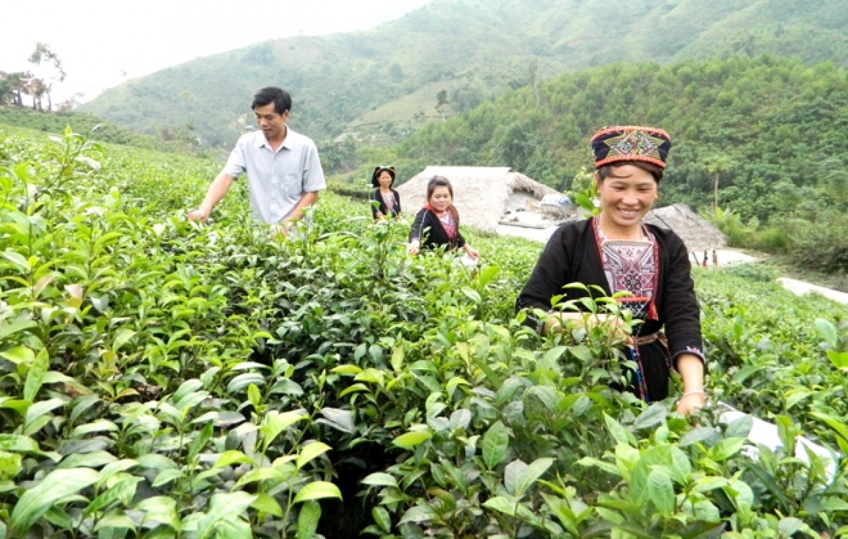 Tuyen Quang daok nao tal dom jalan ngak khang kajap piah daong rilo jang ka dom urang kumei saong uranaih, daong salih bahrau raidiuk ka mikva bangsa takik di dom puk palei.