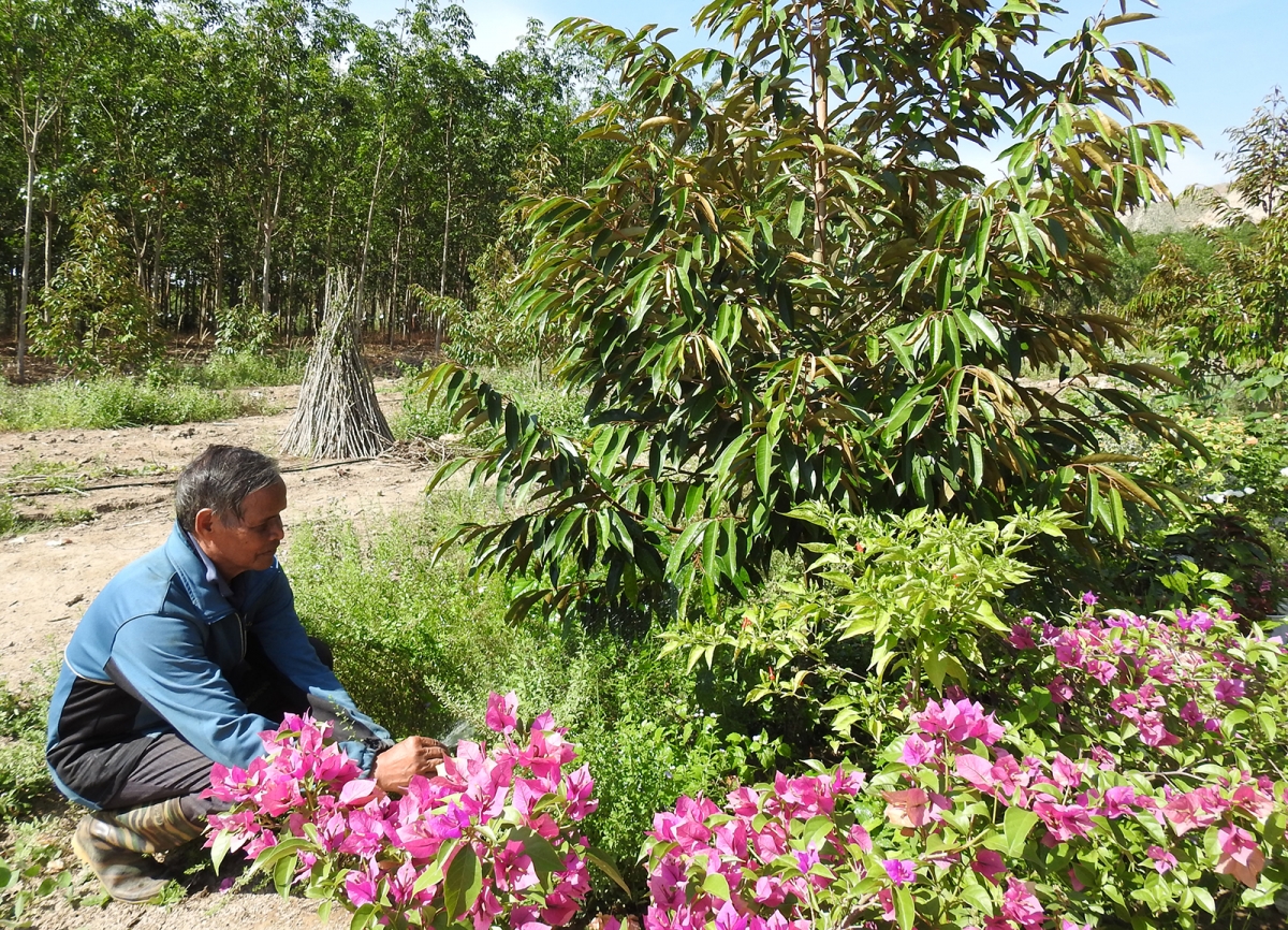 Mơngế Jara a tơring Sa Thầy pro kơdrum pêt loăng plâi mơnhông cheăng kâ tung rơpŏng hngêi