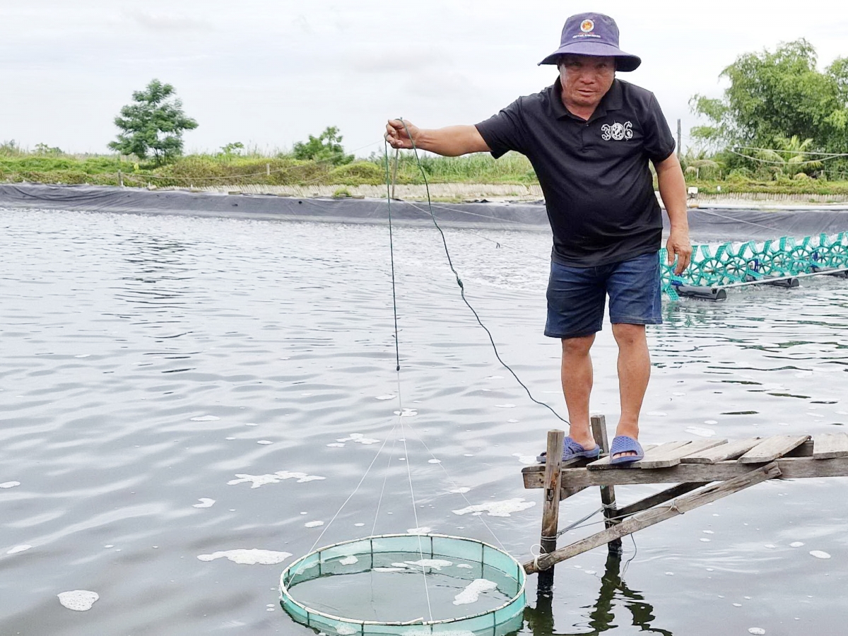 Ông Trần Văn Trị ở xã Duy Vinh, huyện Duy Xuyên vay vốn Agribank đầu tư nuôi tôm thẻ chân trắng