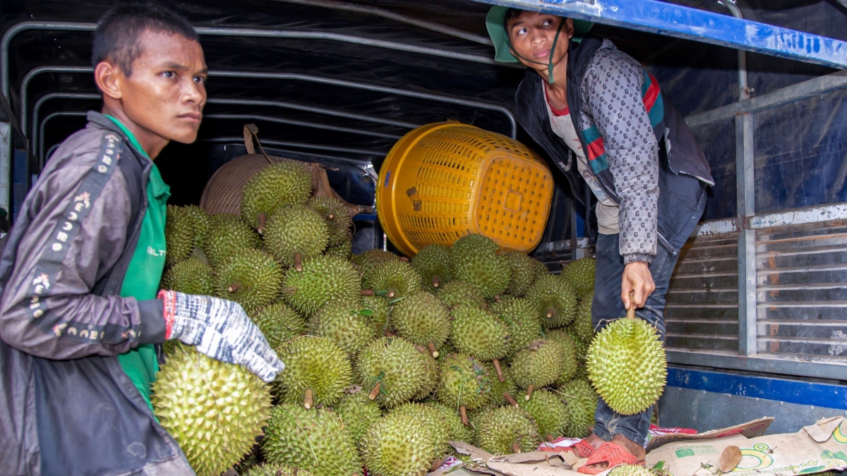 Người dân huyện Khánh Sơn, tỉnh Khánh Hòa thu hoạch sầu riêng.
Ảnh: Thái Bình/VOV Miền Trung