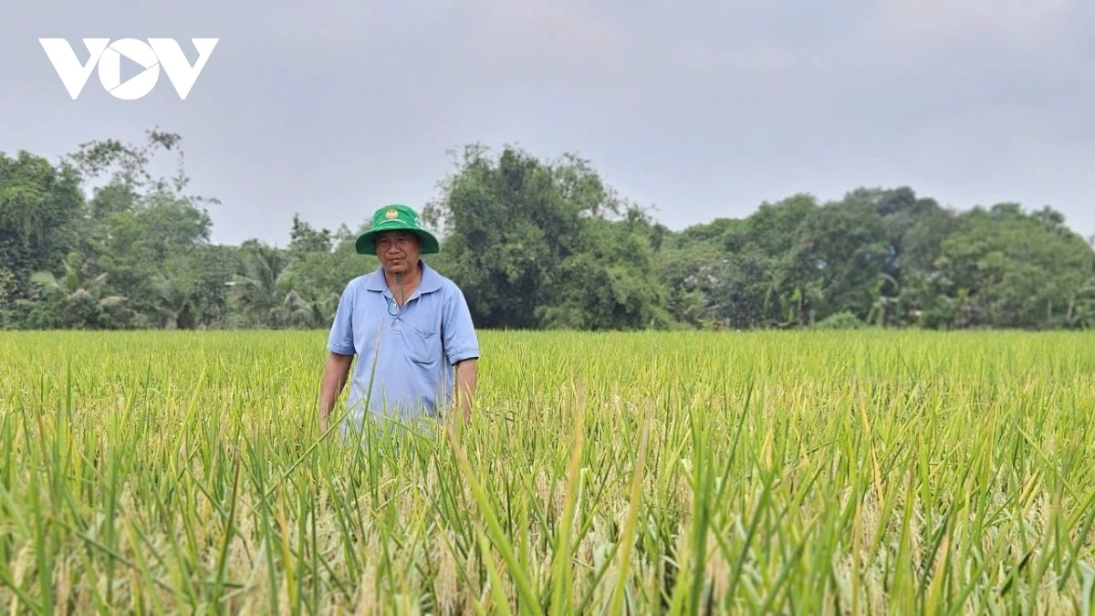 Ong Trần Văn Nhã, palei 4, xã Hưng Long, huyện Bình Chánh