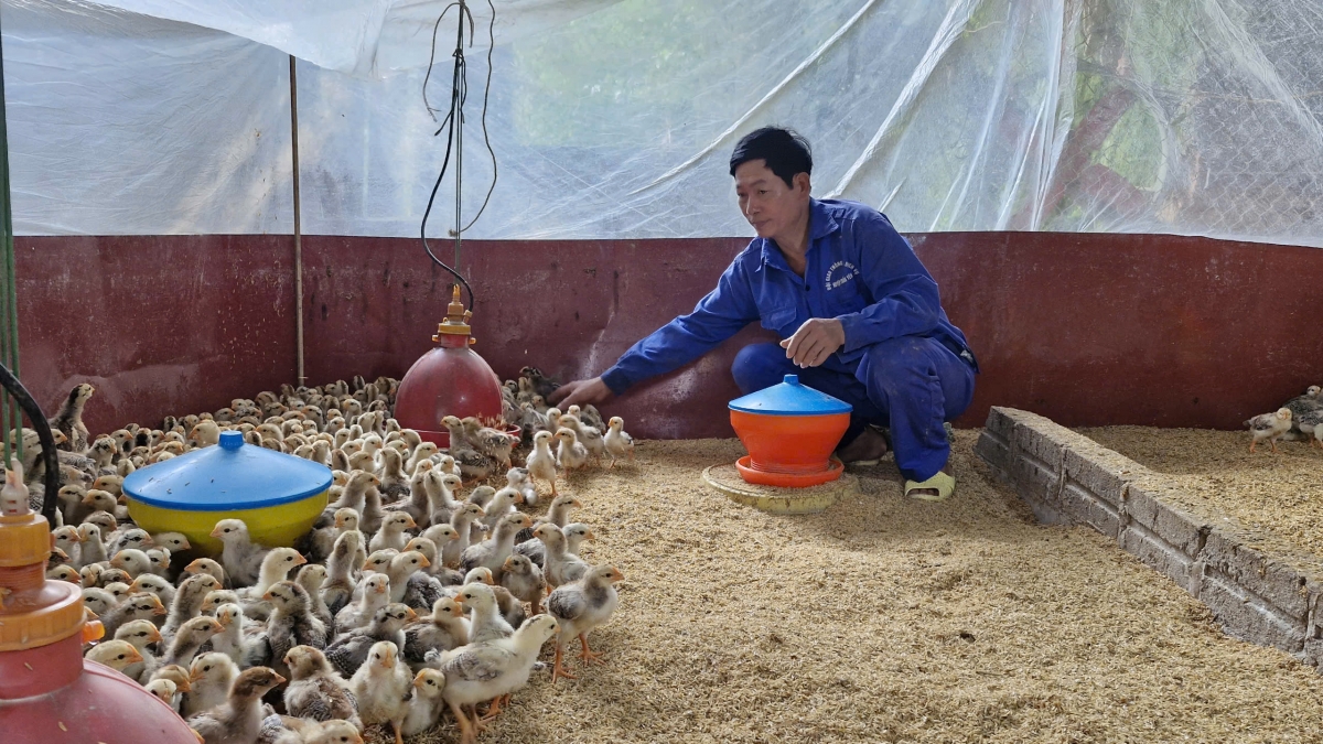 Ông Đặng Văn Thành chăm sóc đàn gà con ở khu vực trại nuôi giống.
Ảnh: Thừa Xuân/VOV Tây Bắc