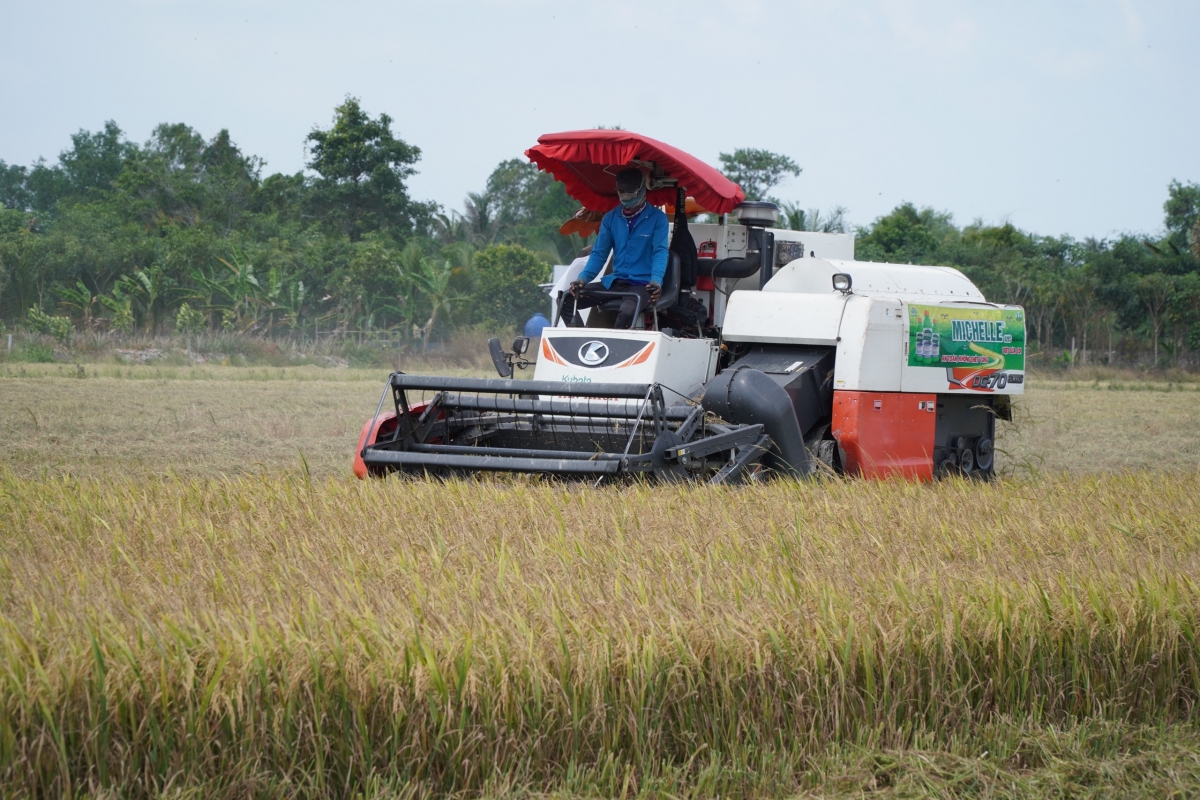 Thu hoạch lúa ở ĐBSCL