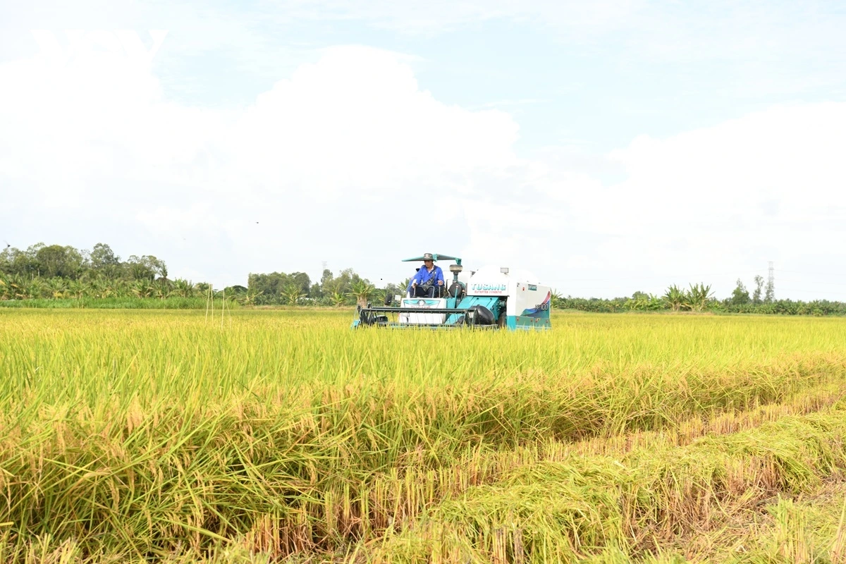 Yuak padai dalam bruk ngak di danak dak 1 trieu ha taneh pala padai asar siam