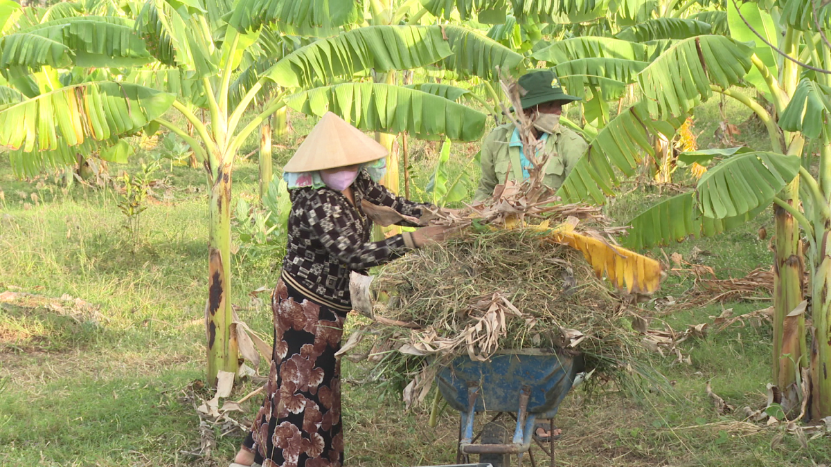 Diuk pasang sa-ai Hồng ngak hacih laneing dalam bein phun pala.