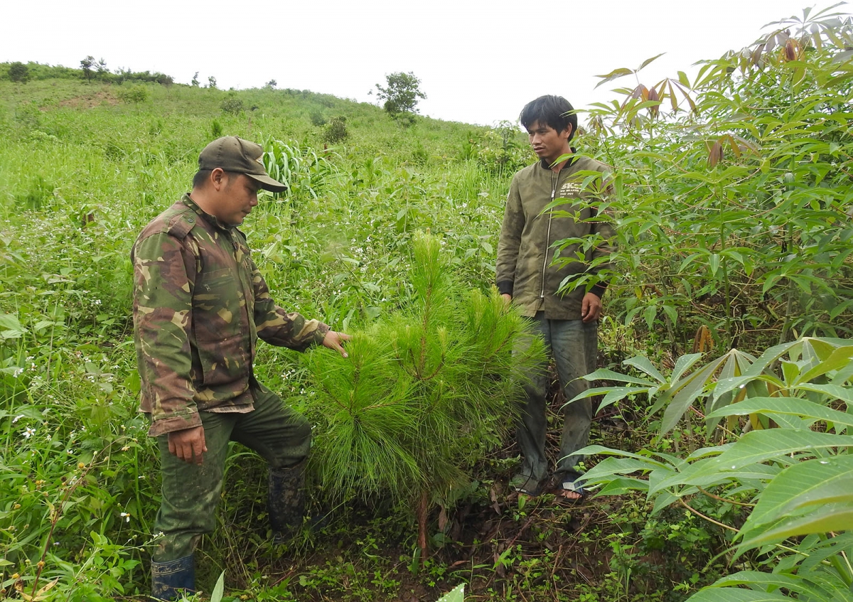 Anh Vi Văn Chồm (bên trái), người đi đầu trồng rừng trên đất bạc mầu ở thôn Ti Tu, xã Đăk Hà, huyện Tu Mơ Rông.