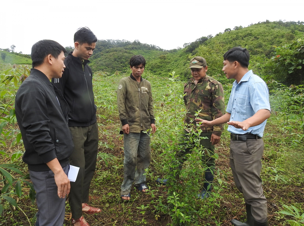 Cây sơn tra của người dân xã Đăk Hà, huyện Tu Mơ Rông phát triển tốt trên diện tích đất trồng sắn bạc mầu.