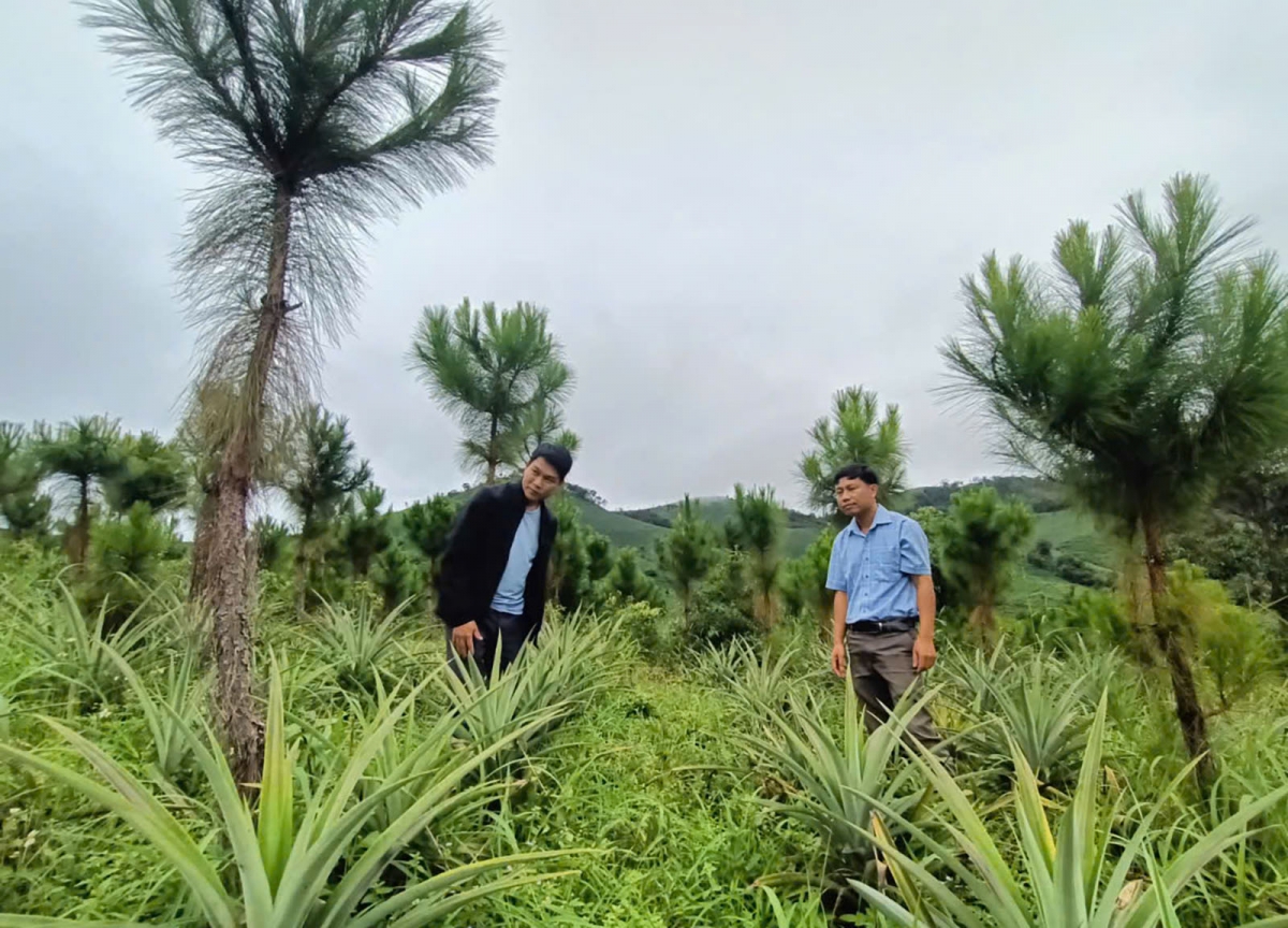 Mô hình trồng dứa dưới tán cây thông đảm bảo sinh kế cho người dân giai đoạn đầu trồng rừng ở huyện Tu Mơ Rông.