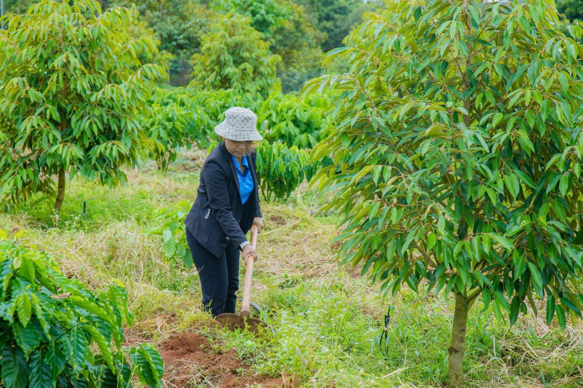 
Mŏ Rơ Lan Thuen vei lăng pơgar sầu riêng 2 sơnăm