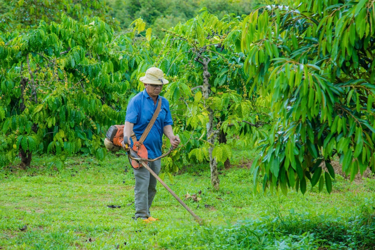 Pôa Rơ Lan Huăn rak ngăn dêi kơdrum kơphế tơná a kơpong tíu tơkăng kong, cheăm Ia O, tơring Ia Grai