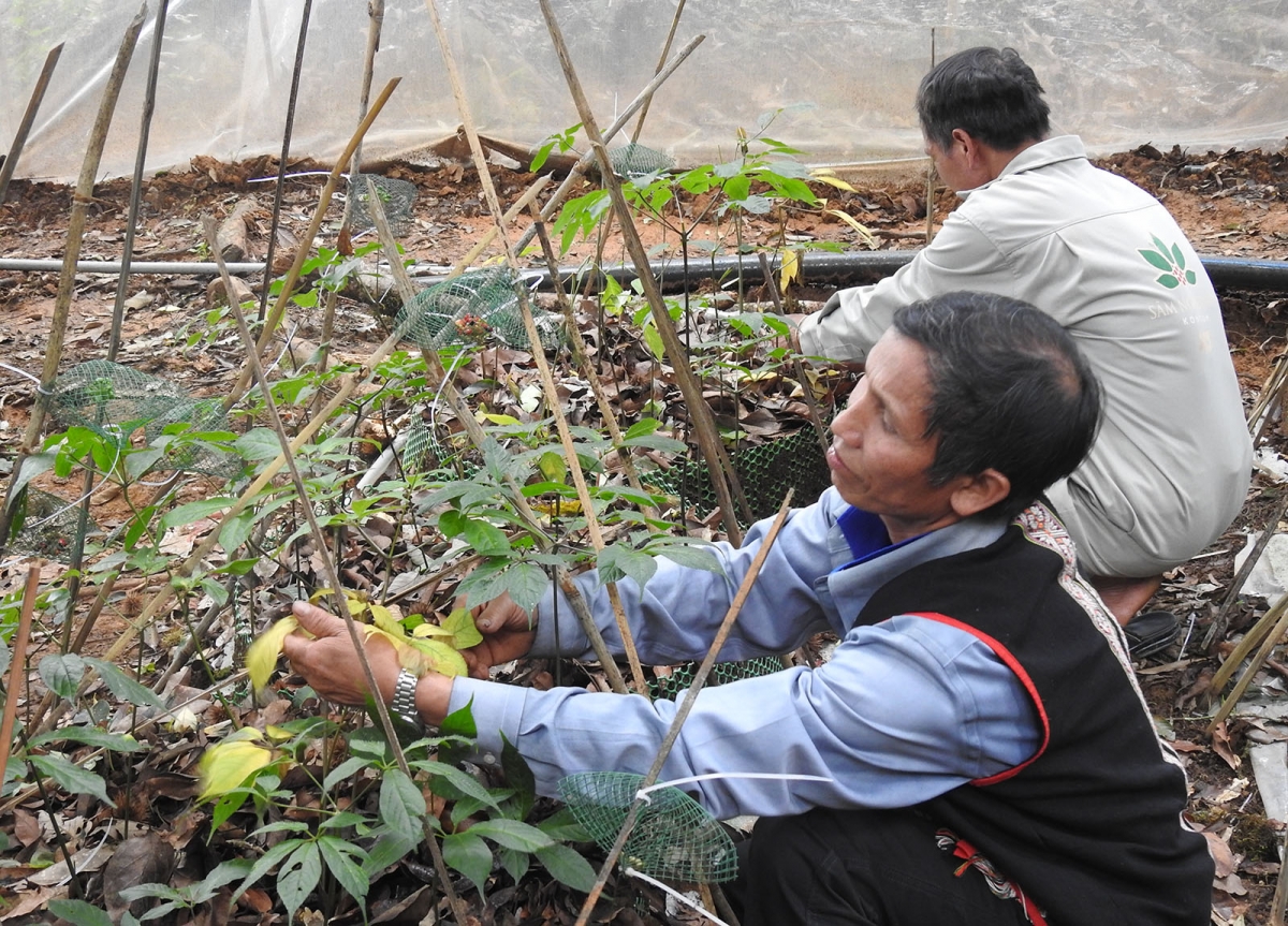 Cây sâm Ngọc Linh mang lại thu nhập cao cho người trồng