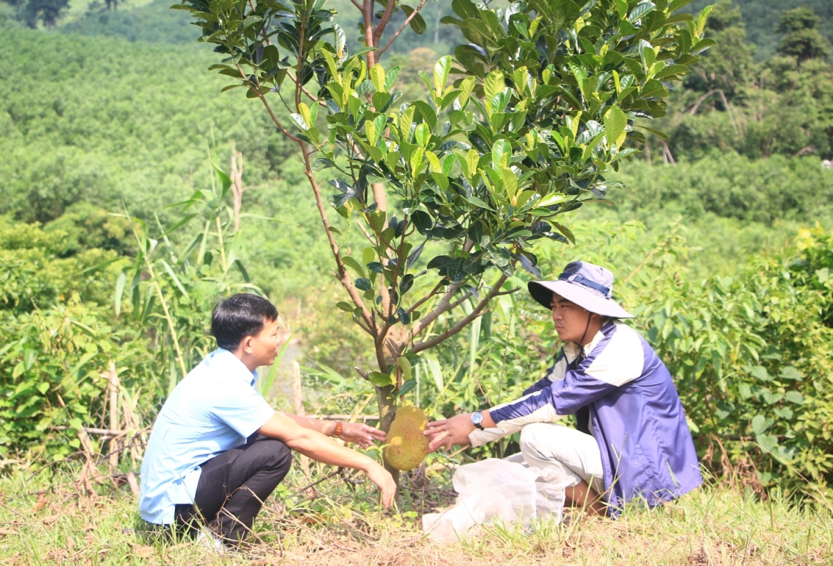 Mít ruột đỏ là cây trồng mới, hợp thổ nhưỡng trên vùng đất gò đồi