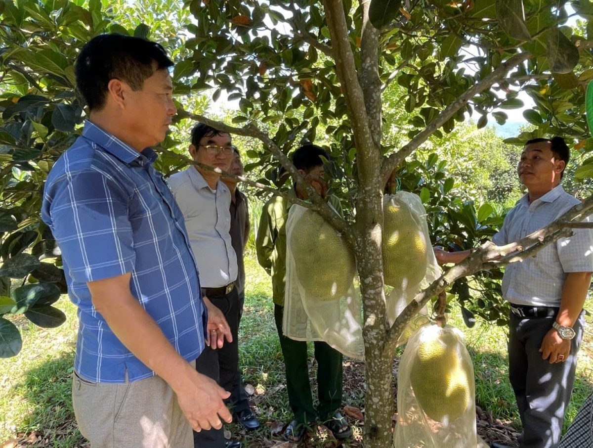 Mô hình mít ruột đỏ cho năng suất, chất lượng cao, sản phẩm được nhiều người ưa chuộng