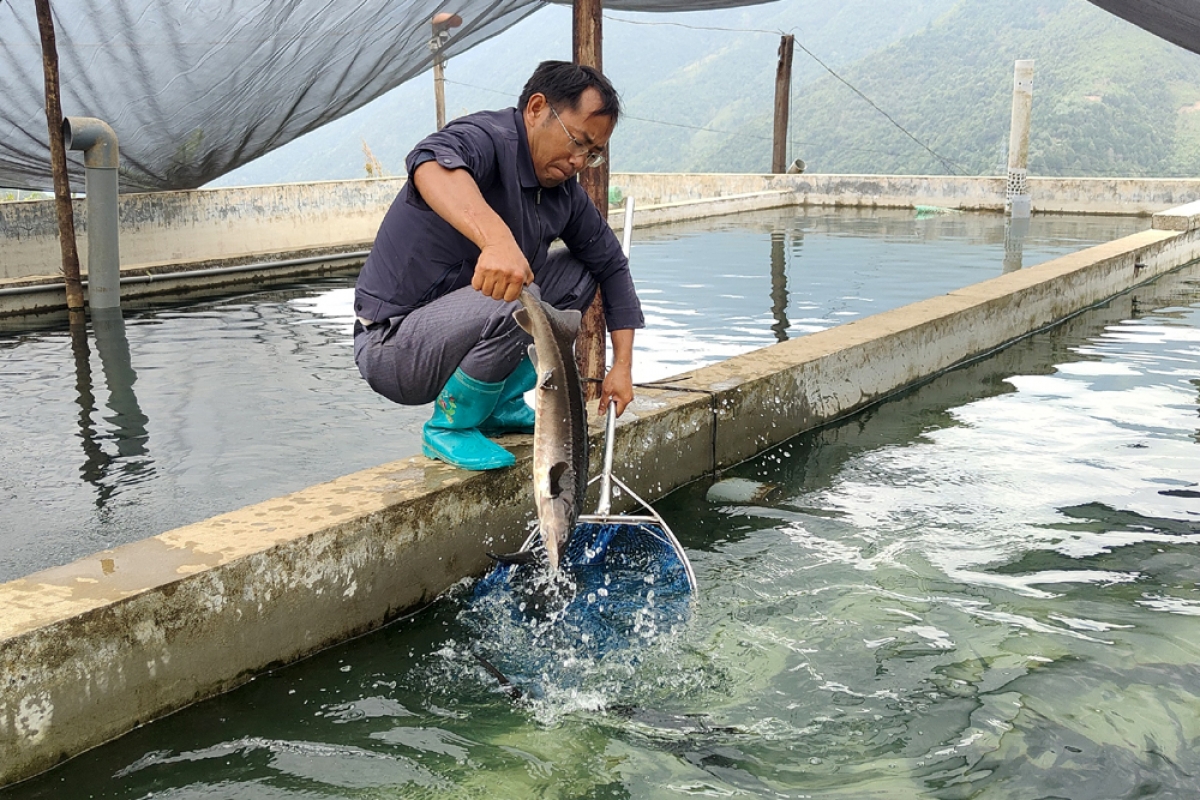 Do đặc tính của cá tầm dễ nuôi hơn cá hồi nên đa phần người dân lựa chọn nuôi giống cá này