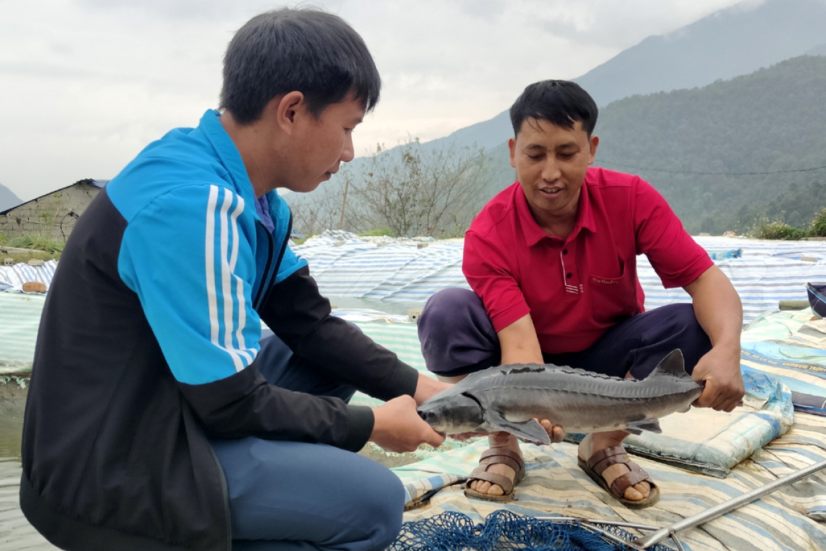 Trung bình mỗi năm, người nuôi cá nước lạnh ở Tam Đường có lãi từ 20 - 25 tỷ đồng