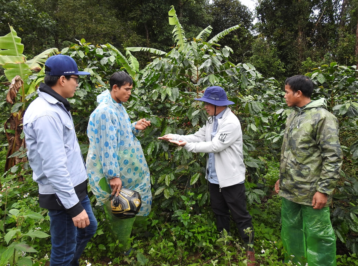 Cán bộ hướng dẫn người trồng cà phê xứ lạnh cách chăm sóc và thời điểm thích hợp thu hái quả.