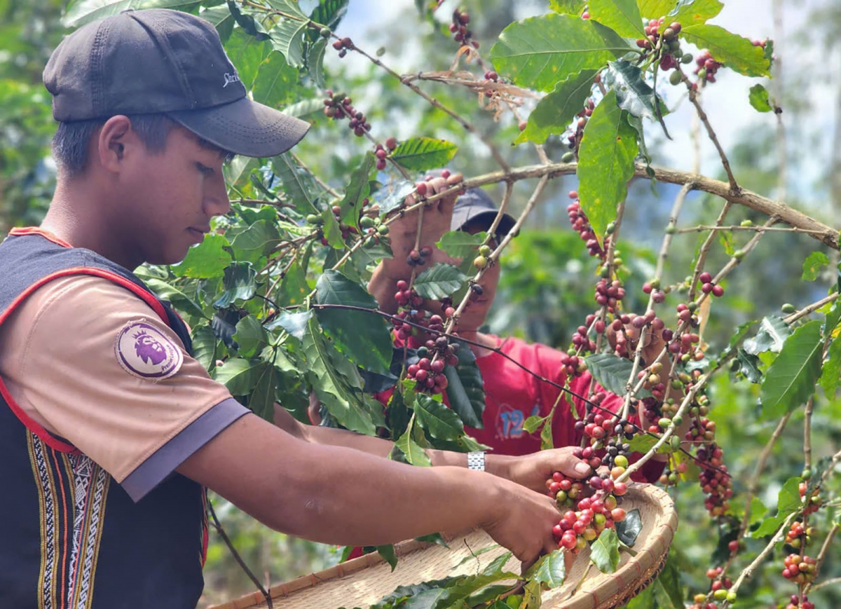 Thu hái cà phê chín mang lại lợi ích cho cả Hợp tác xã và người dân