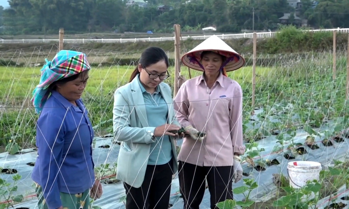 Cán bộ nông nghiêp và chính quyền địa phương thường xuyên xuống đồng cùng nông dân kiểm tra cây trồng để phòng trừ sâu bệnh