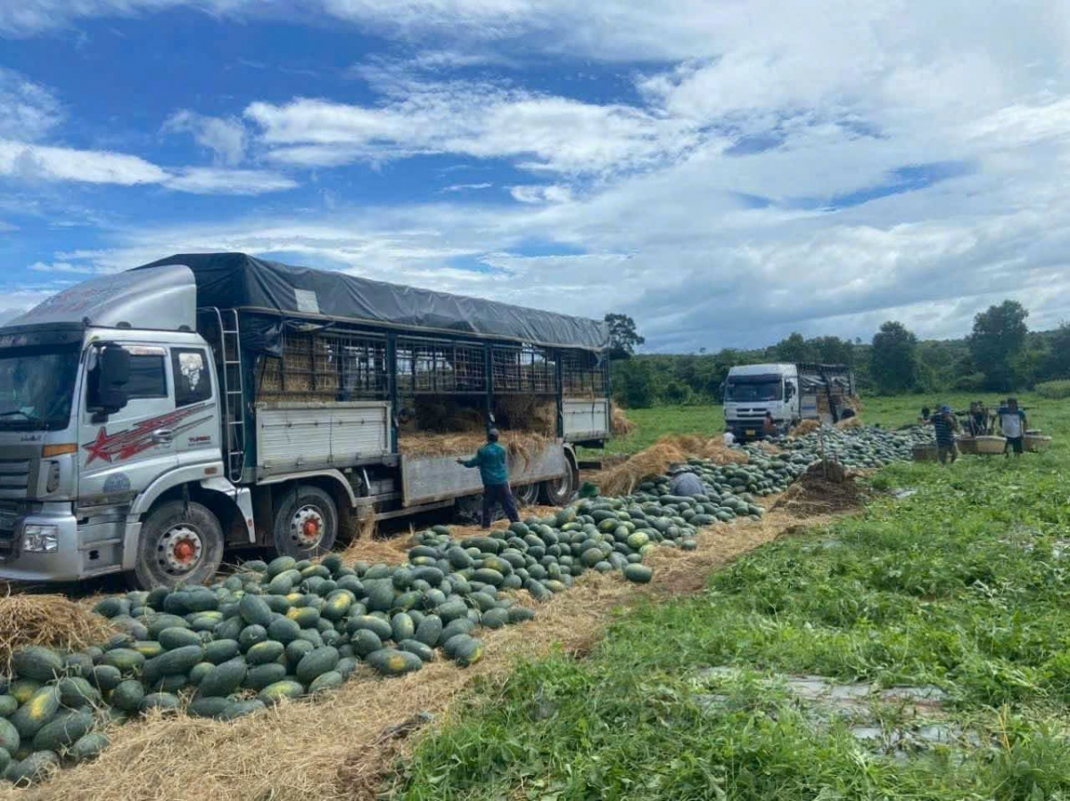 Nông dân trồng dưa tại huyện Chư Prông năm nay lỗ nặng vì giá chỉ giao động từ hơn 1.000 đồng đến 2.000 đồng/kg