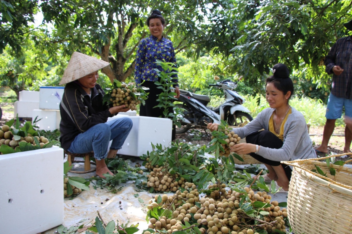 Từ trồng nhãn, nhiều hộ gia đình đã thoát nghèo