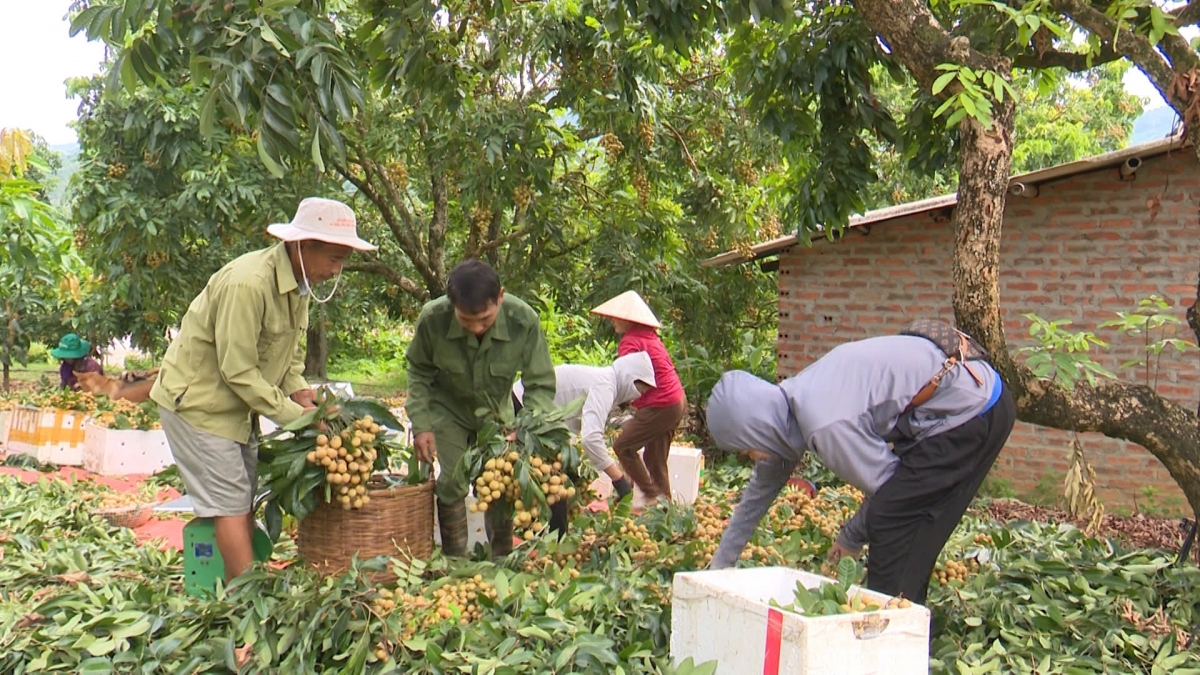 Nhờ áp dụng khoa học kỹ thuật, lai tạo giống mới nên thời vụ nhãn Sông Mã giờ kéo dài tới 6 - 7 tháng