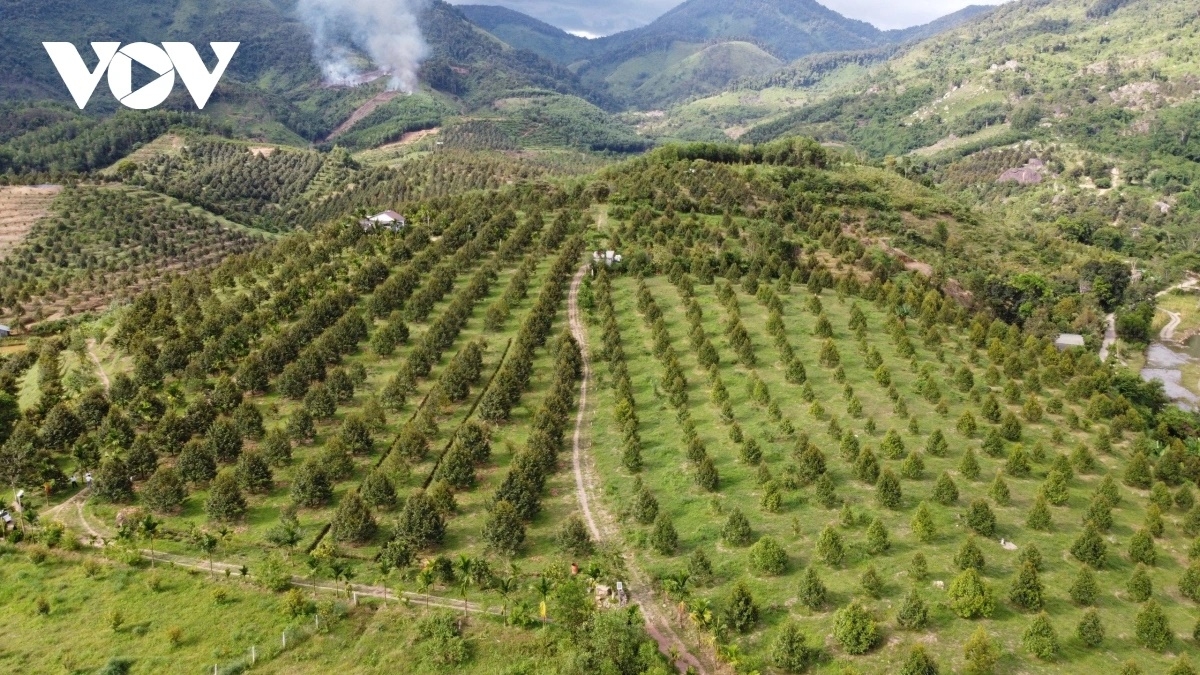 Những vườn sầu riêng được đầu tư xây dựng bài bản tại huyện Khánh Sơn 