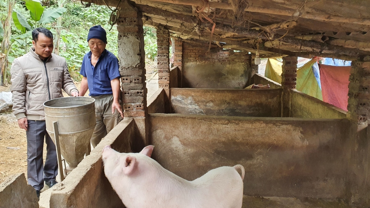 Chăn nuôi dần trở thành một thế mạnh của nông dân Cao Bằng