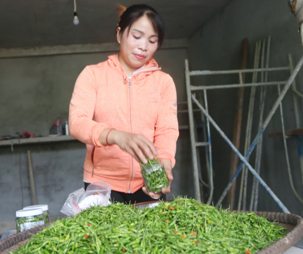 Nhiều hộ đồng bào Cơ Tu huyện Đông Giang thoát nghèo nhờ trồng ớt Ariêu