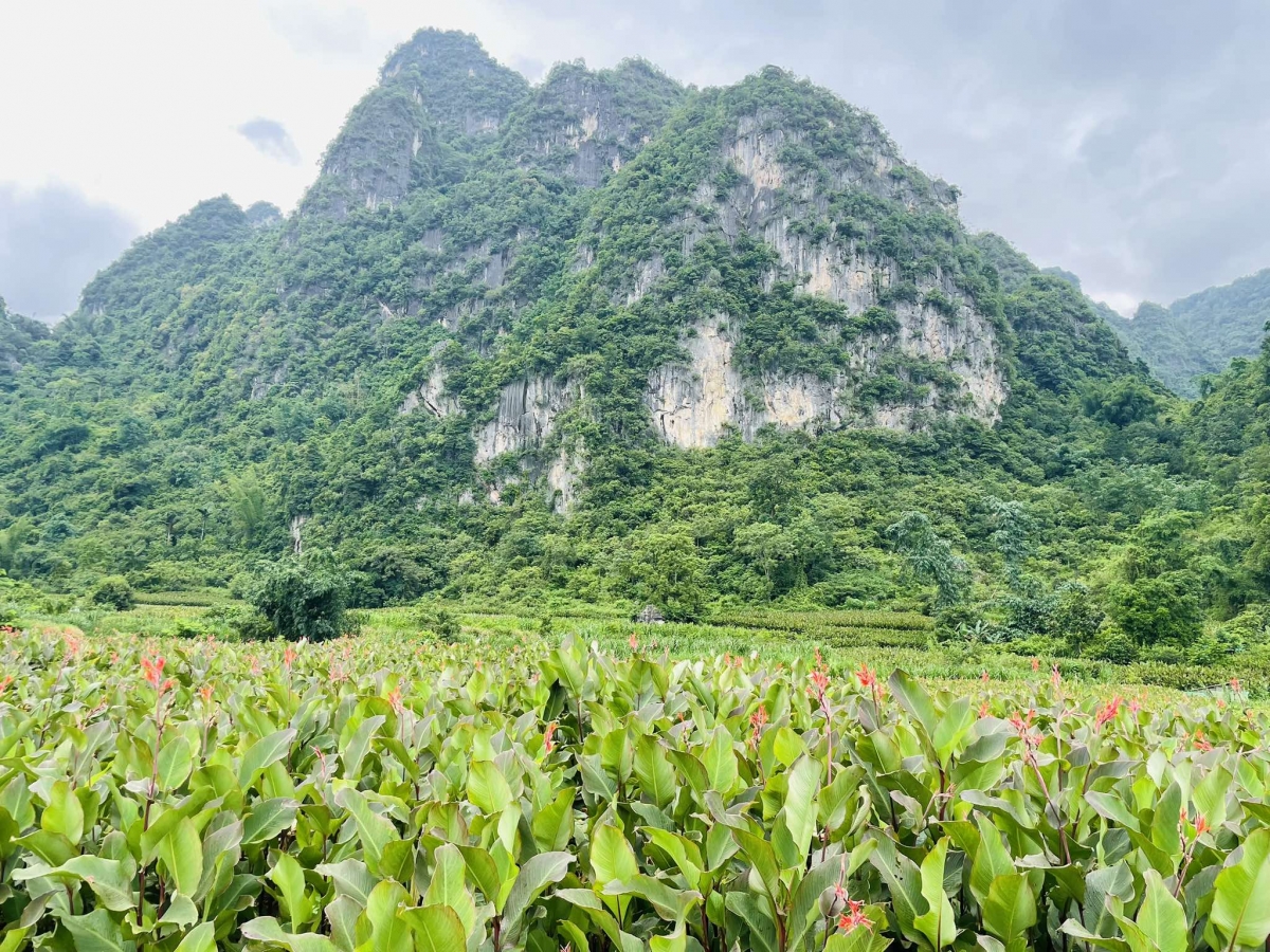 Vùng Nguyên Bình, tỉnh Cao Bằng với đặc trưng khí hậu mát mẻ, đất tơi xốp và có độ dốc rất phù hợp với cây cây dong riềng