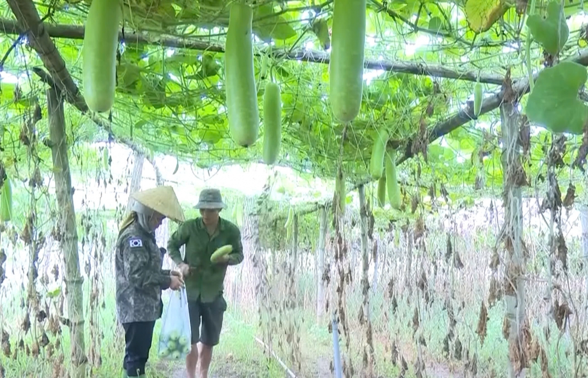 Chỉ tính riêng vụ bầu, gia đình anh Vinh thu được gần 100 triệu đồng