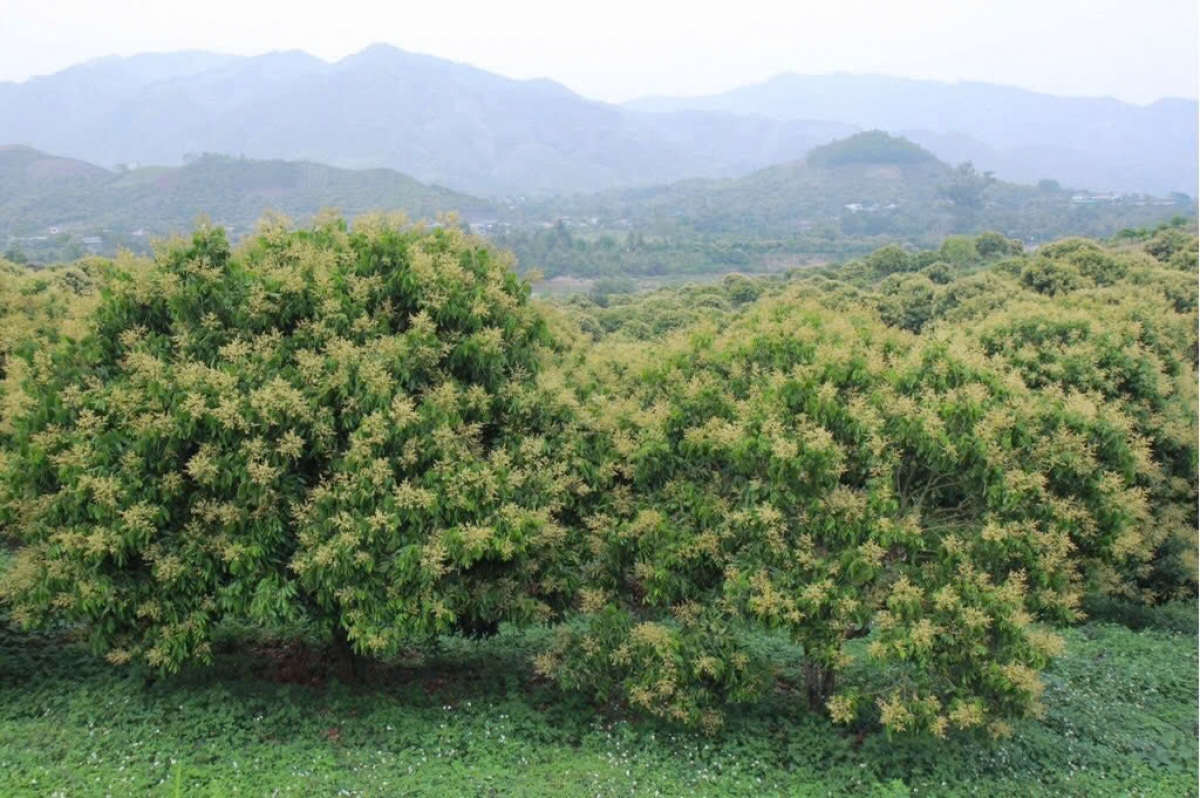 Sông Mã được biết đến là vựa nhãn của tỉnh Sơn La, với tổng diện tích gần 7.600 ha