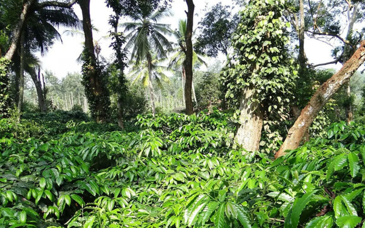 Pêi chiâk deăng, pêt kong hlối gum mơdêk ki kơnâ loăng plâi, kơdroh mơ’no trếo ‘mêi lo pakong, pro krúa lĕm kong prâi
