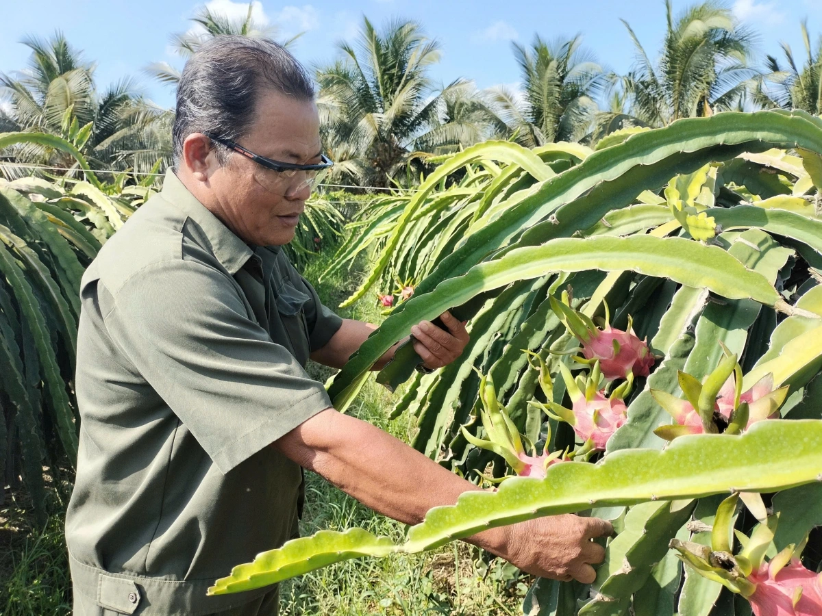  Urang Ndang ngak nong Lê Văn Thủy taphia bein baoh thanh long Viet GAP.