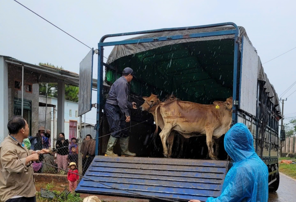 Pơlê kong kơdrâm Pleiku hbru ro kơdrâi, ăm mâu rơpŏng kơtiê păn vâ mơnhông cheăng kâ