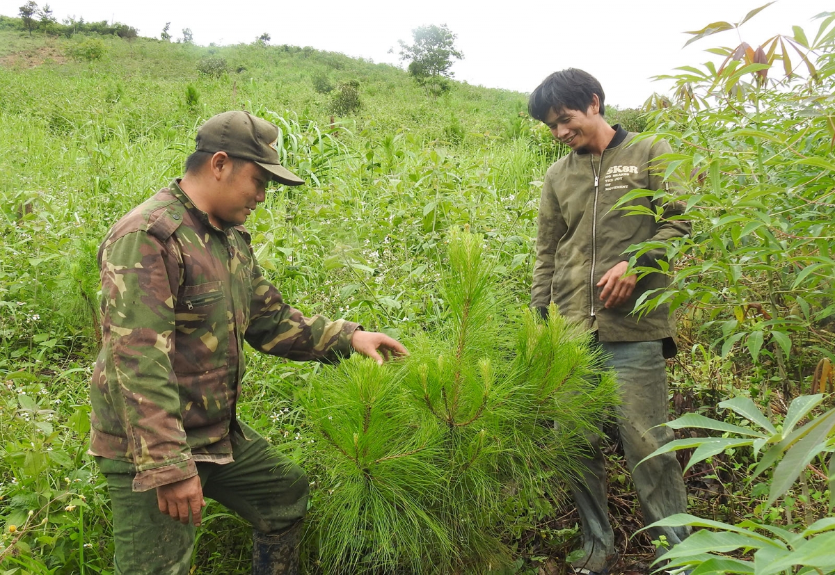 Anh A Long (bên phải ảnh) thôn Ti Tu, xã Đăk Hà, huyện Tu Mơ Rông trồng thông ba lá trên rẫy trồng mì của gia đình.
