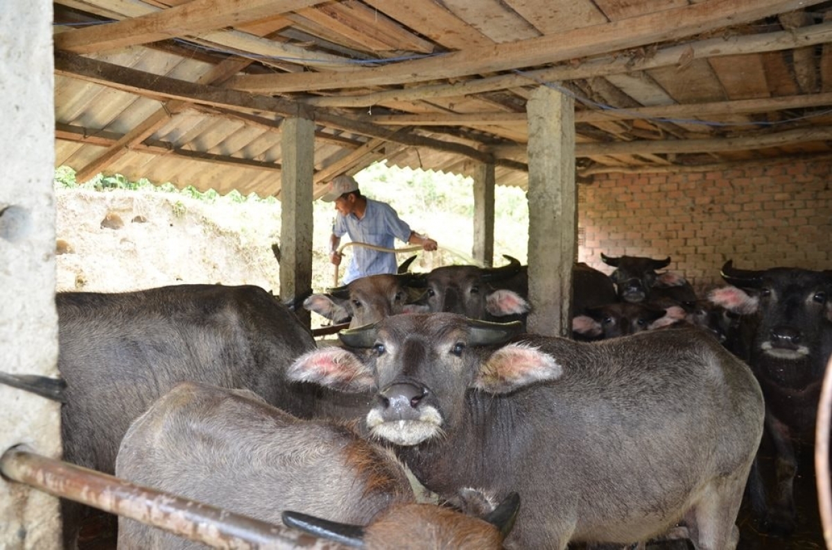 Vận động bà con chăn nuôi gia trại để phát triển kinh tế- Ảnh KT