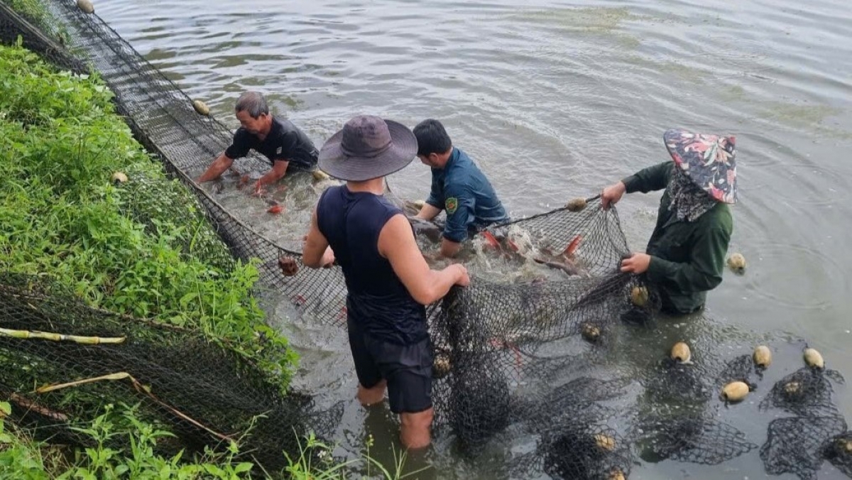 Người nuôi cá lăng dọc sông Srêpốk đang tách đàn, dồn ao để chuẩn bị xuất bán dịp Tết Ất Tỵ 2025. 