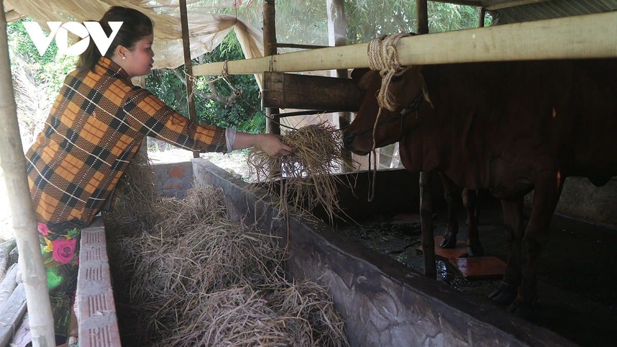 Chị Danh Thị Sóc Kha được hỗ trợ cặp bò để phát triển kinh tế