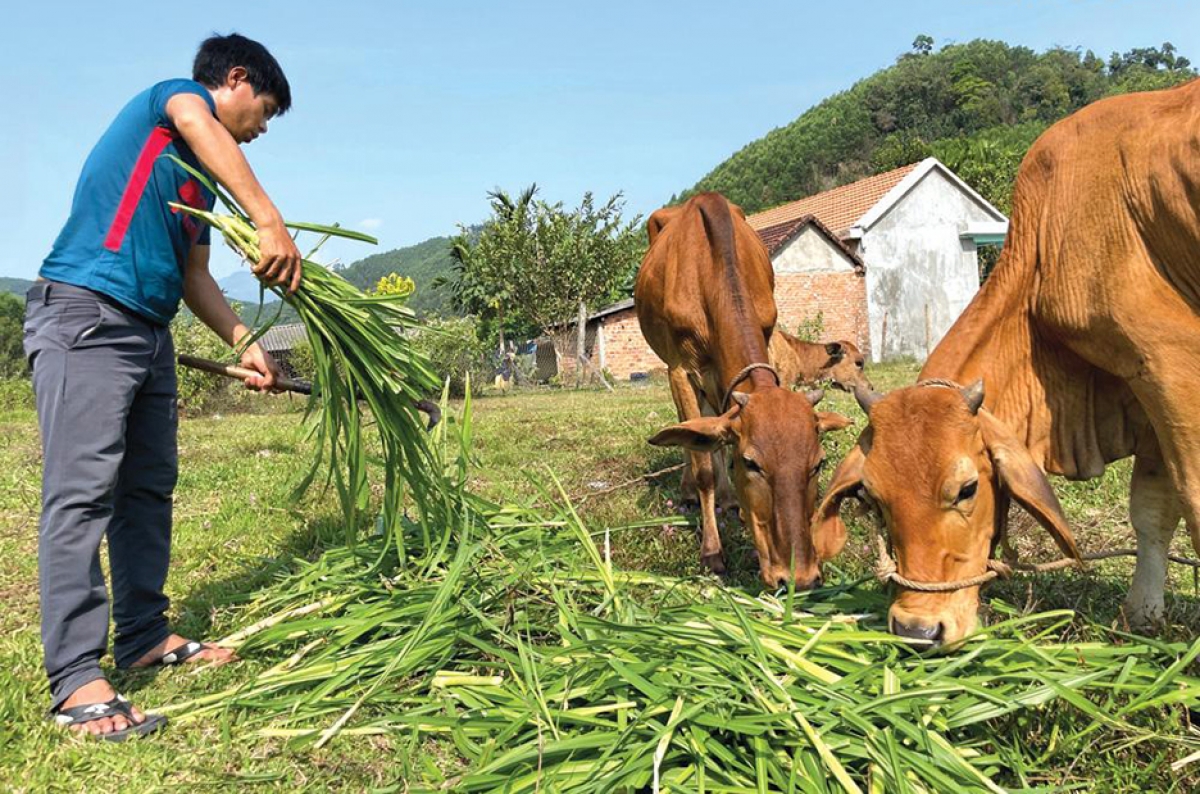 Đồng bào vùng cao trồng cỏ nuôi bò