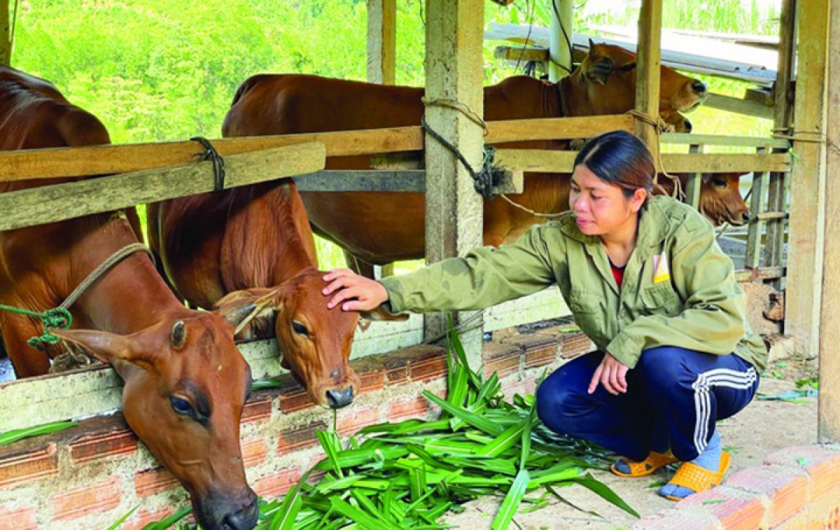 Đồng bào Cor ở Trà Bồng nuôi bò trang trại, không còn thả rông như trước đây