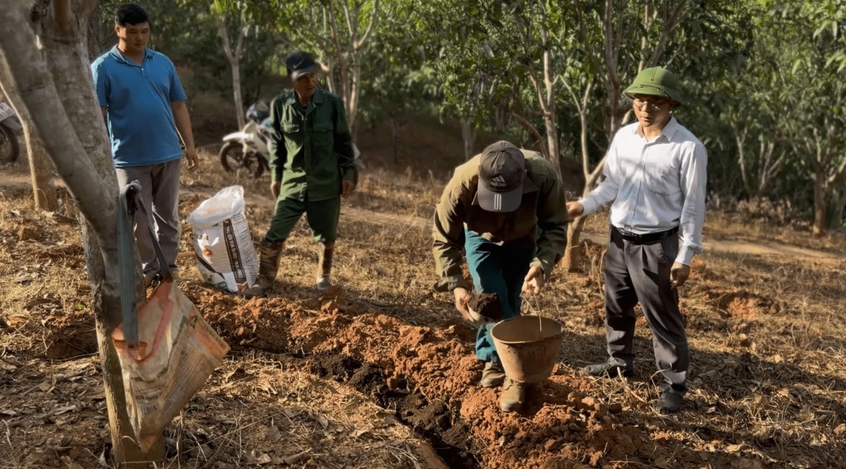 Các cấp, các ngành quan tâm hướng dẫn kỹ thuật trồng,
chăm sóc nâng cao chất lượng và giá trị sản phẩm xoài.
Ảnh: Lê Hạnh/VOV Tây Bắc