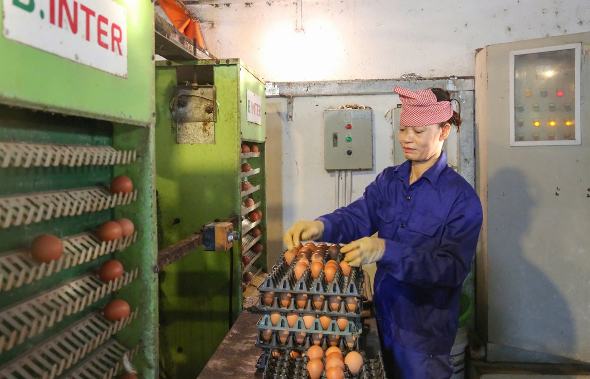 Các cơ sở sản xuất trứng gà OCOP tại Quảng Ninh tăng sản lượng, đảm bảo chất lượng phục vụ thị trường Tết