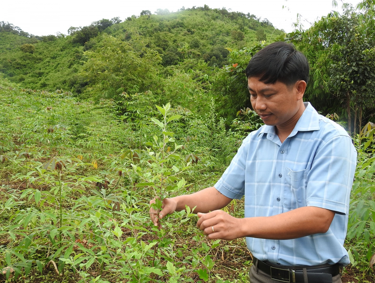 Cây sơn tra đang thay thế dần nhiều diện tích trồng mì lâu năm đất đã bạc mầu