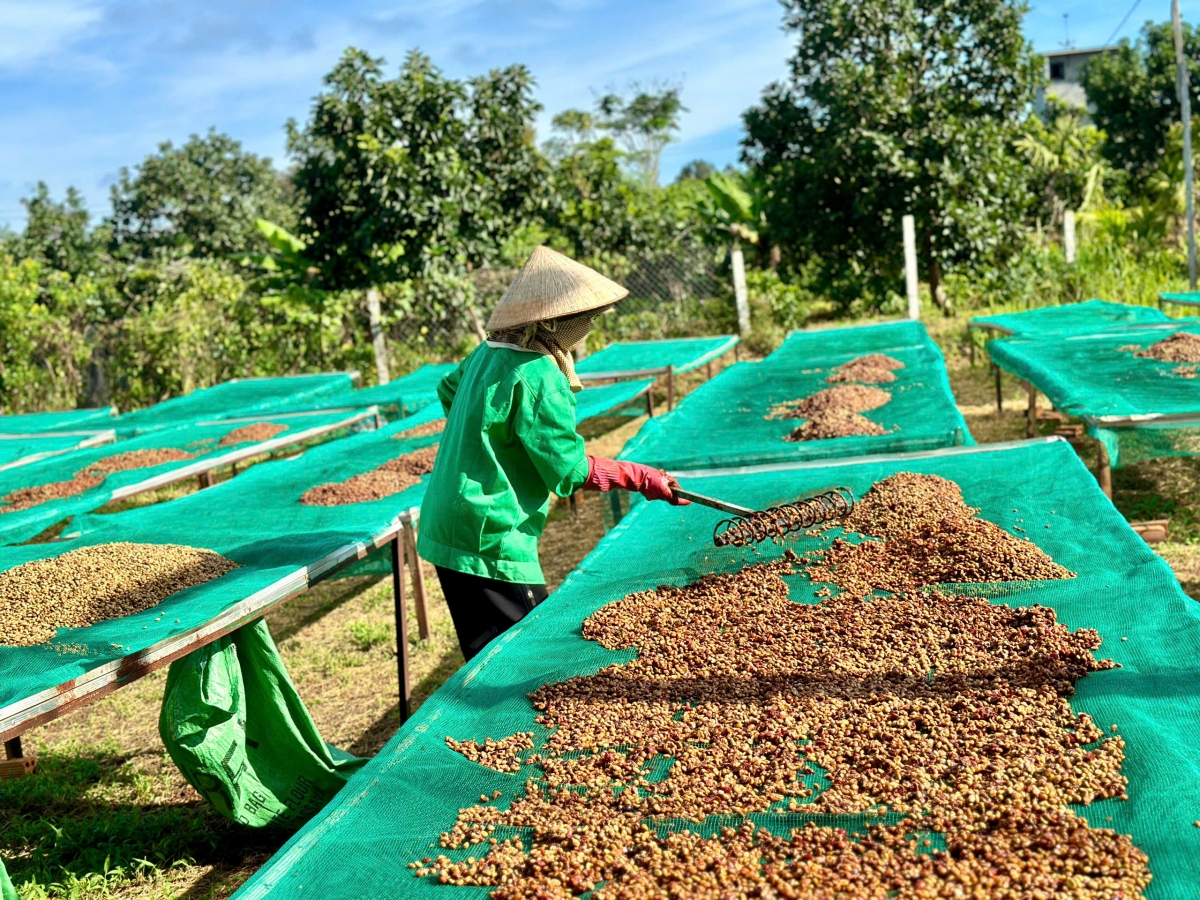 Những hạt cà phê cao cấp sau thu hái có thể được chế biến ướt và phơi trên giàn, hoặc qua nhiều quá trình lên men, ủ sấy tỉ mỉ khác, hướng tới thị trường cà phê đặc sản.